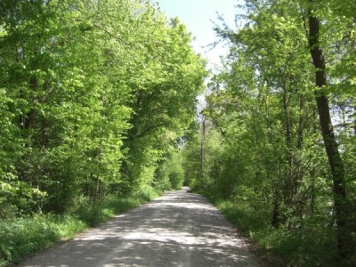 Strasse im Wald